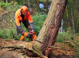 How Our Tree Care Process Works  in  Newburg, WI